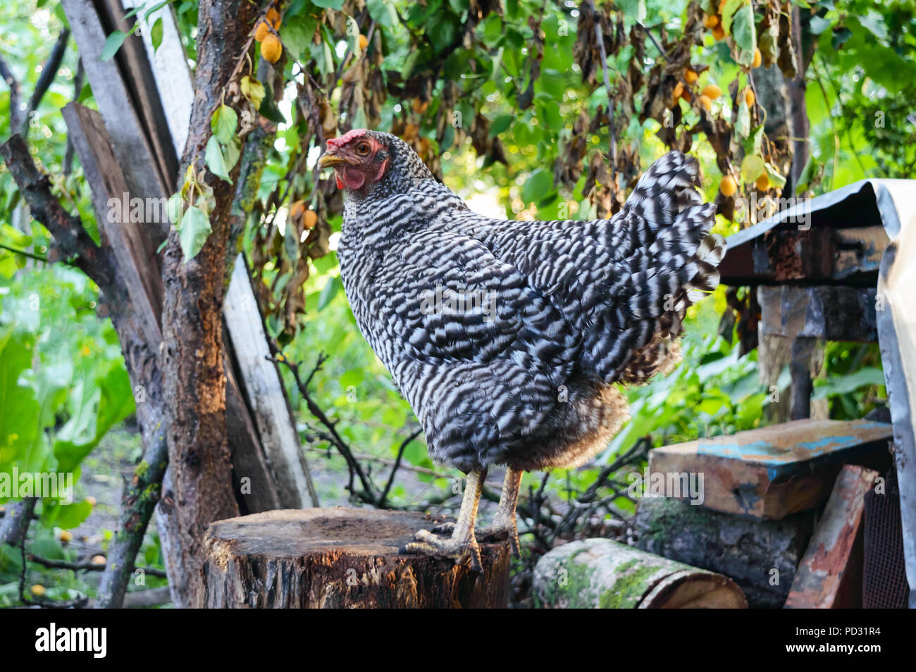 Un grande motley hen sorge su un moncone in giardino. Famiglia. Il pollo sul cantiere di pollame. Foto Stock