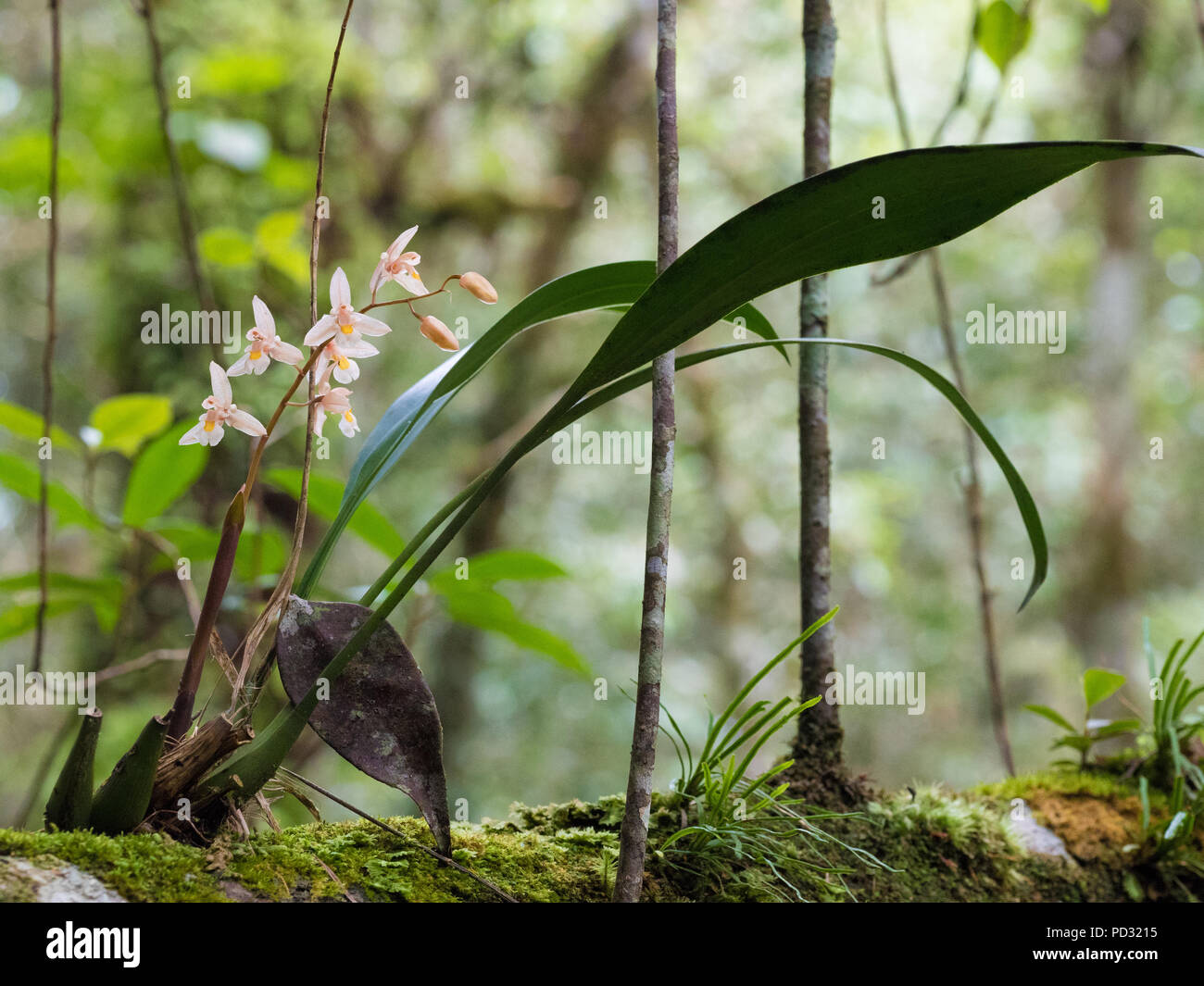 Tropical Orchidea Gialla Foto Stock