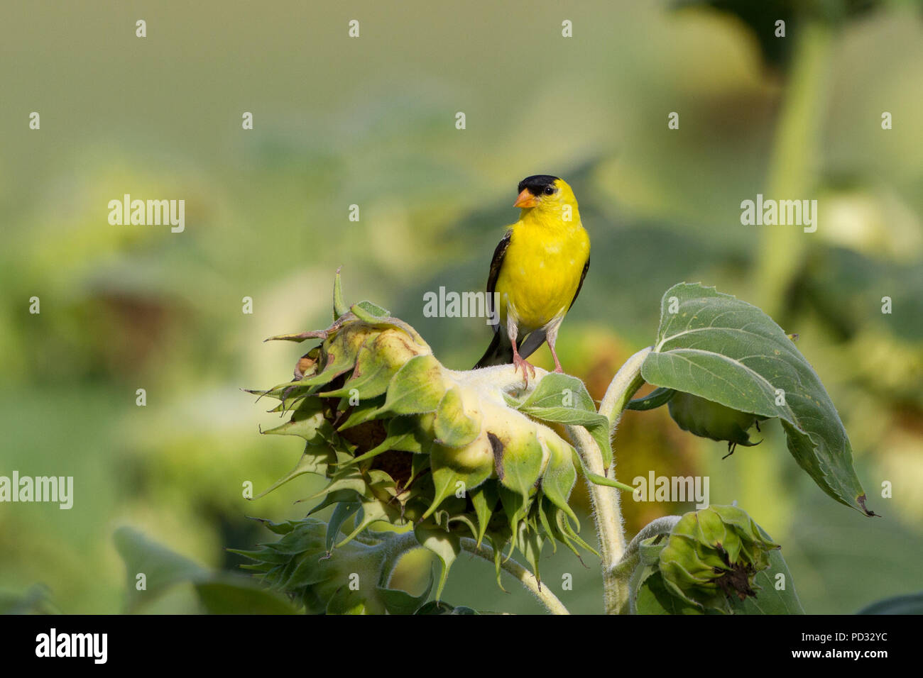 Un orafo americano maschio, Spinus tristis, seduto su una testa di girasole. Foto Stock
