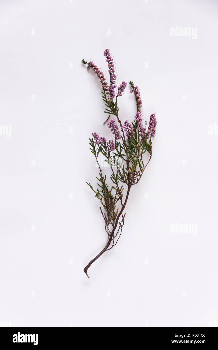 Viola erica (Erica, calluna) ramoscello isolati su sfondo bianco Foto Stock