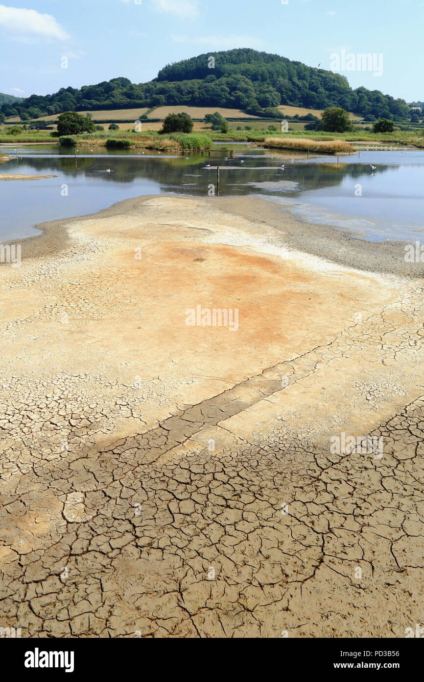 Seaton zone umide, East Devon, Regno Unito. 6 agosto 2018.UK Meteo: Mudcracks in Seaton Zone Umide natura locale riserva come tempo caldo continuare nel sud-ovest Inghilterra. Credito: Savo Ilic/Alamy Live News Foto Stock