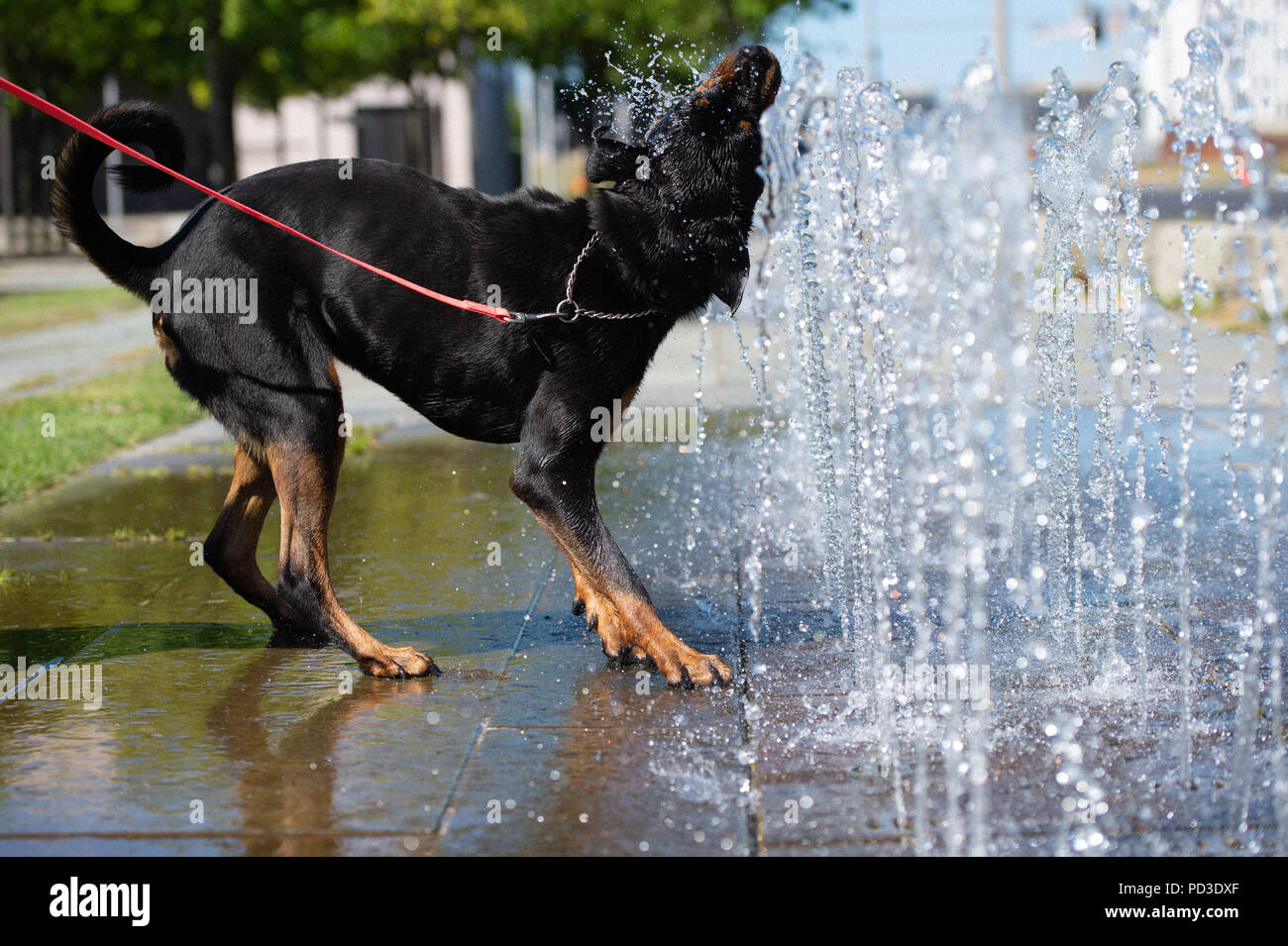 Berlino, Germania. 06 Ago, 2018. Sana, un Rottweiler, gioca con acqua nella parte anteriore della Cancelleria federale. Credito: Lisa Ducret/dpa/ZB/dpa/Alamy Live News Foto Stock