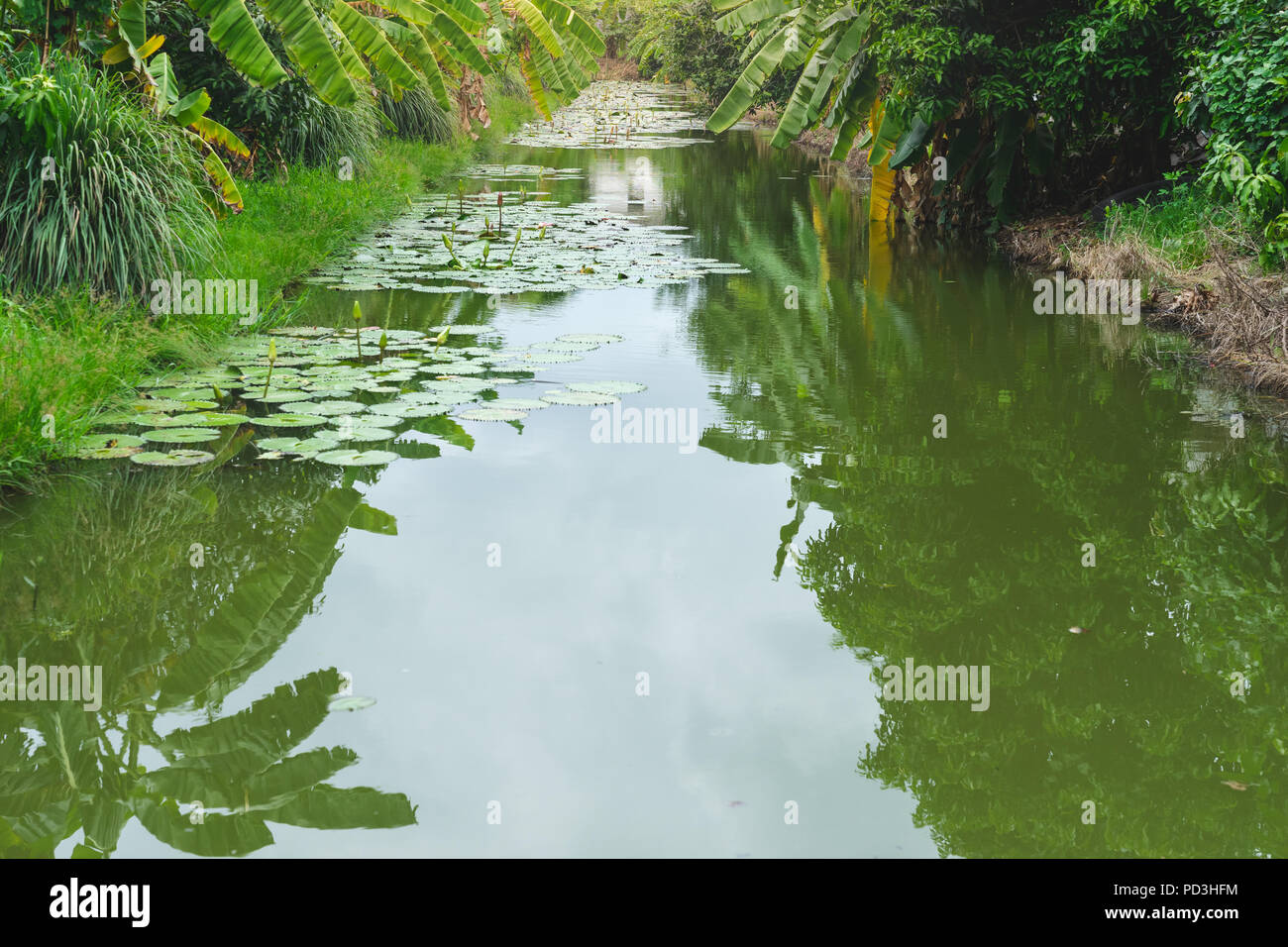 Paesaggio Lotus Pond in fattoria a banana Foto Stock