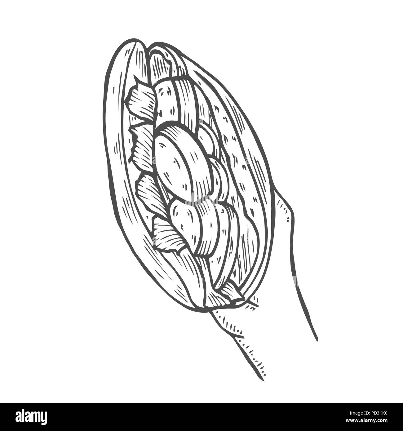 Shawarma in mano Illustrazione Vettoriale