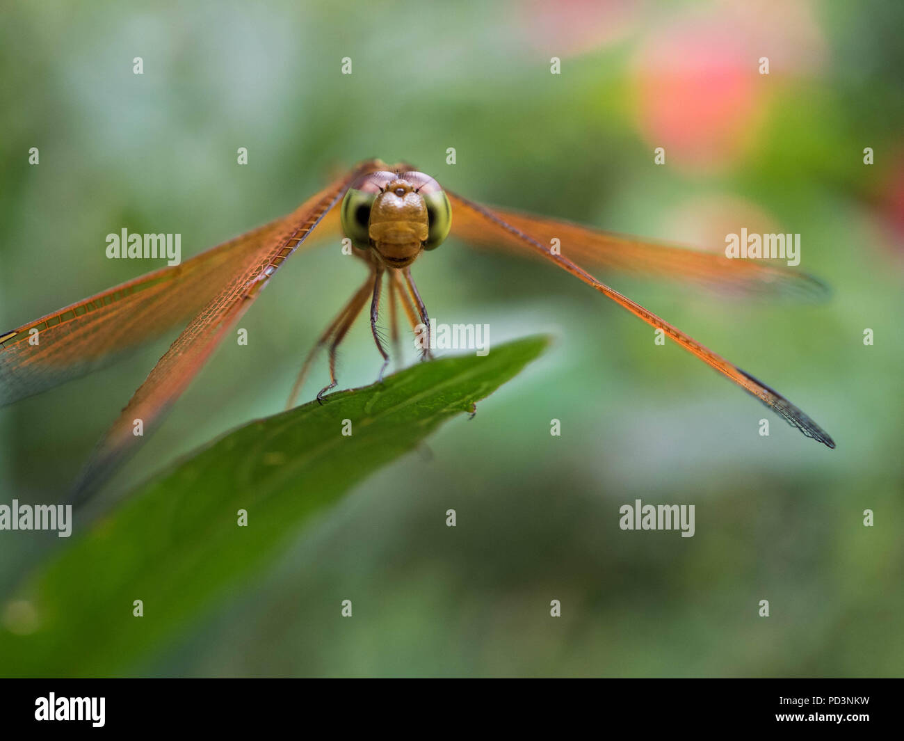 Tropical Dragon Fly in appoggio sulla lamina Foto Stock