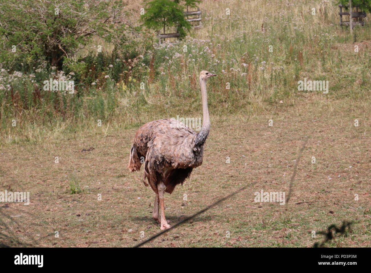 L'Uem in un campo Foto Stock