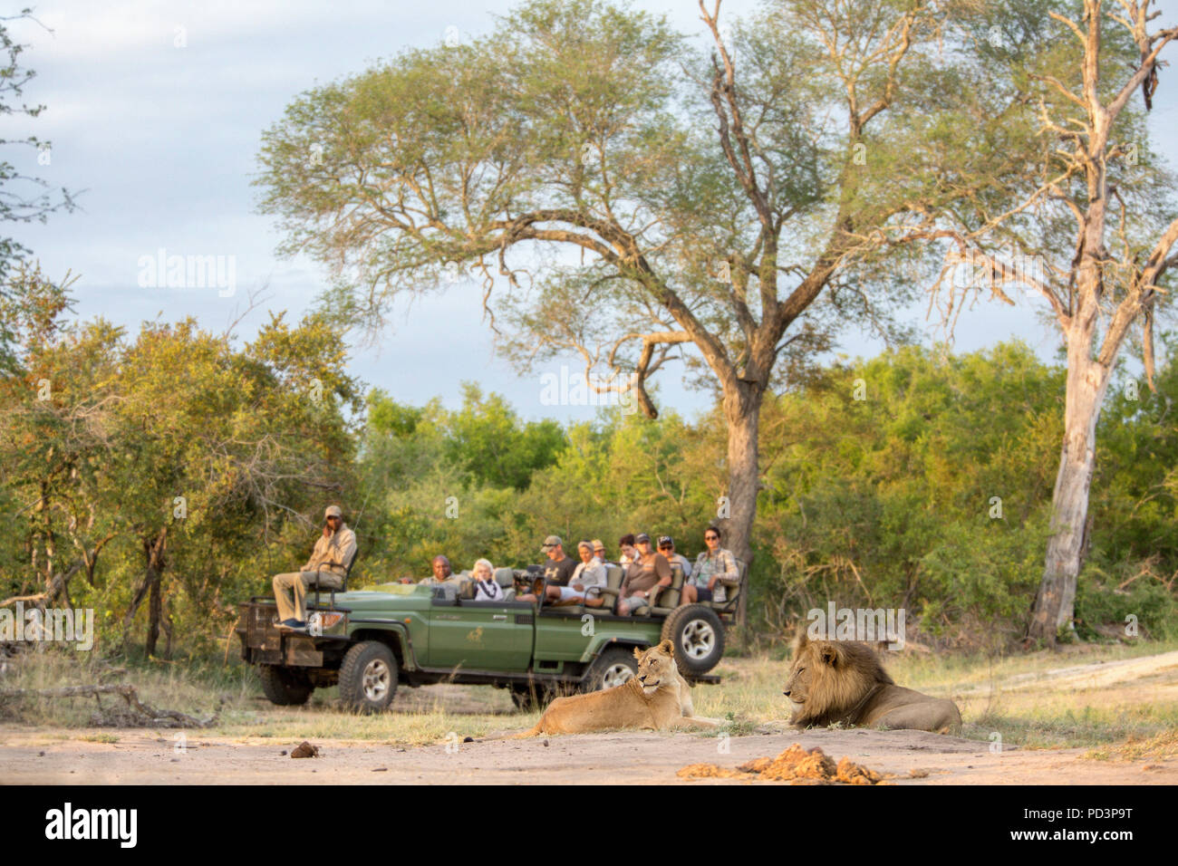 Vista panoramica i turisti in un gioco aperto guidare il veicolo guardando un maschio e femmina (lion Panthera leo) giacente insieme Foto Stock