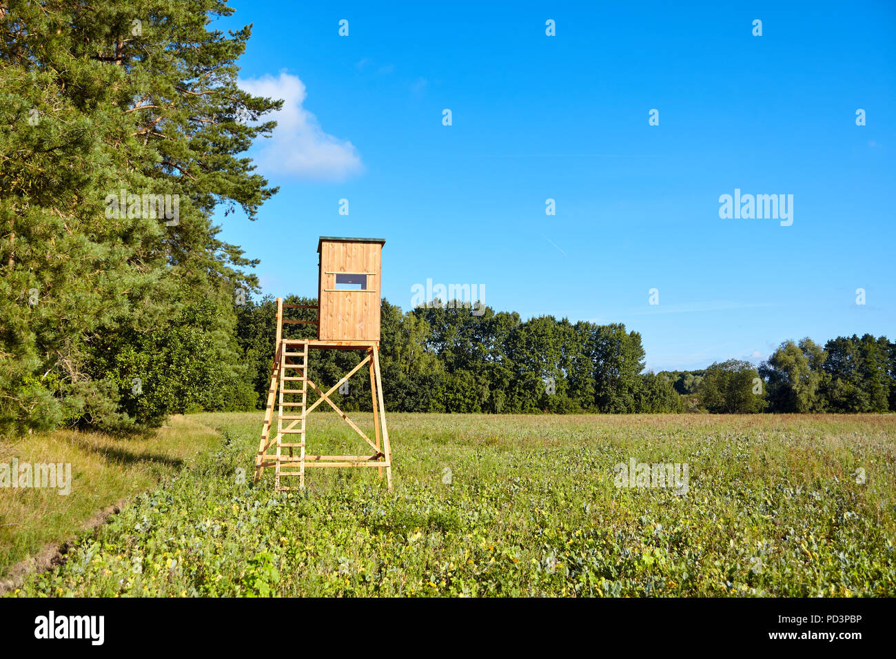 Bordo della foresta con un legno a caccia di cervi ciechi. Foto Stock