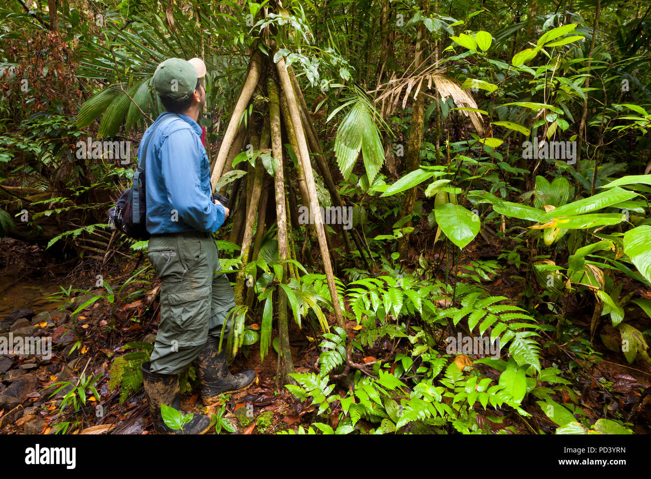 Guida Naturalista Justo Camargo Nella premontane umida della foresta pluviale tropicale in Burbayar riserva naturale, provincia di Panama, Repubblica di Panama. Foto Stock