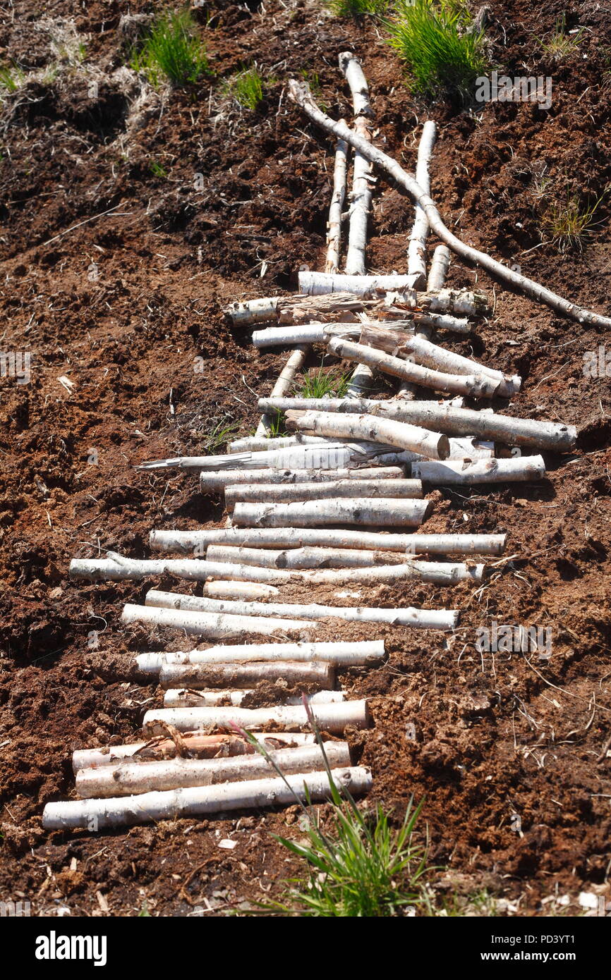 Rami di betulla da un vecchio ceppo di legno sentiero in Diepholzer Moor, Bassa Sassonia, Germania, Europa Foto Stock