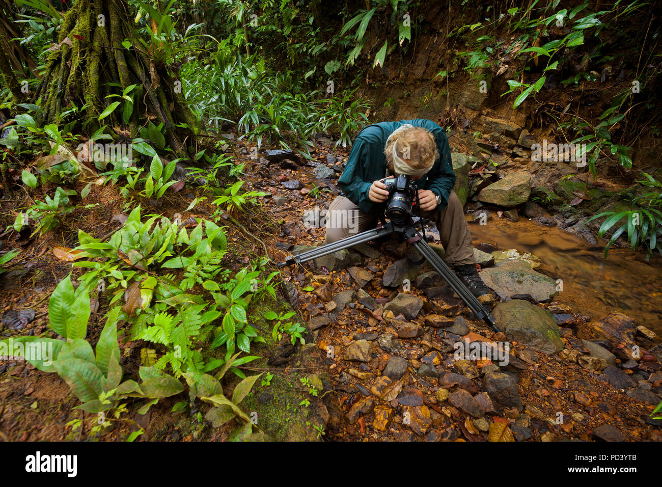 Outdoor fotografo a scattare foto di anfibi nella foresta pluviale vicino Burbayar lodge, El Llano, Repubblica di Panama. Foto Stock