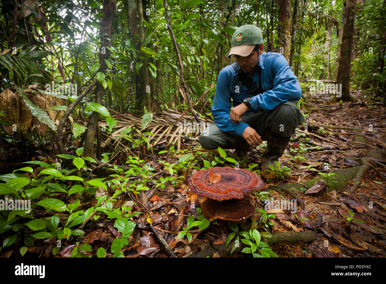 Guida Naturalista Justo Camargo nella foresta pluviale vicino Burbayar lodge, El Llano, Repubblica di Panama. Foto Stock
