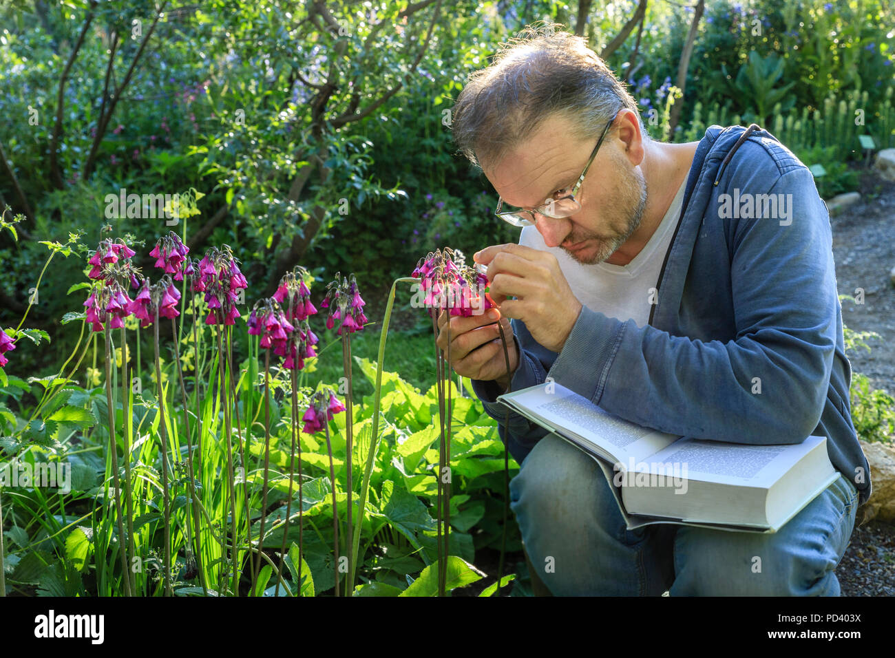 Francia, Hautes Alpes, Villar d'Arene, giardino botanico alpino del Lautaret //Francia, Hautes-Alpes, (05), Villar-d'arène, Jardin Alpin du Lautaret, Rolan Foto Stock