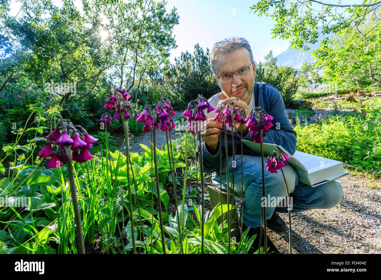 Francia, Hautes Alpes, Villar d'Arene, giardino botanico alpino del Lautaret //Francia, Hautes-Alpes, (05), Villar-d'arène, Jardin Alpin du Lautaret, Rolan Foto Stock