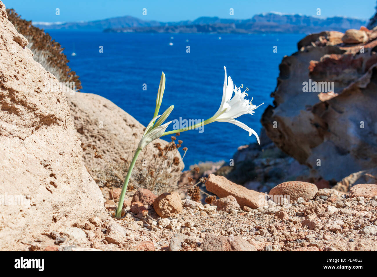 Bel fiore sul costline di Santorinii Island, Grecia. Foto Stock