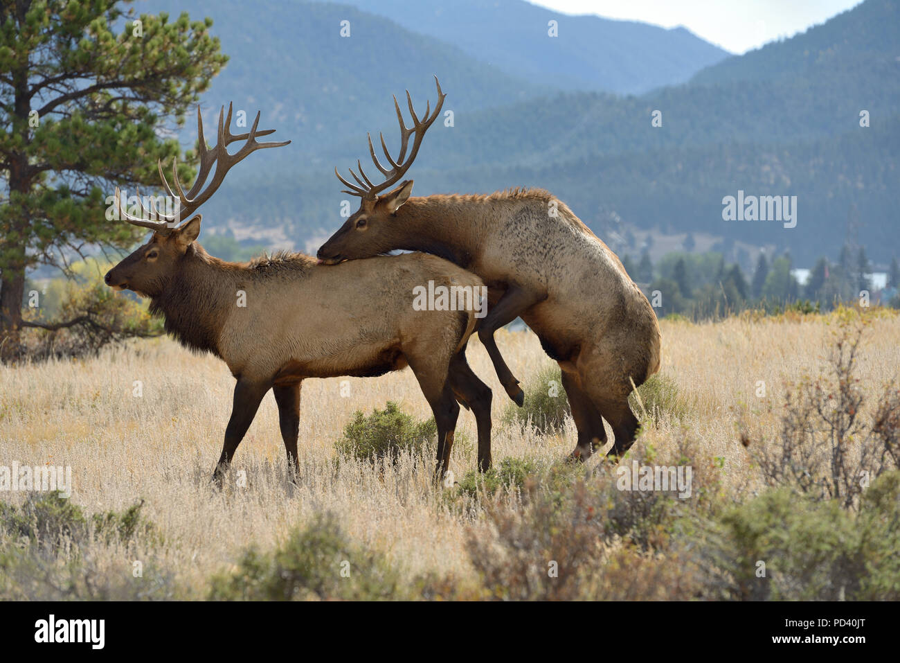 Troppo Gentile - una giovane coppia bull elk cerca di essere intimo con il suo amico. Parco Nazionale delle Montagne Rocciose, Colorado, Stati Uniti d'America. Foto Stock