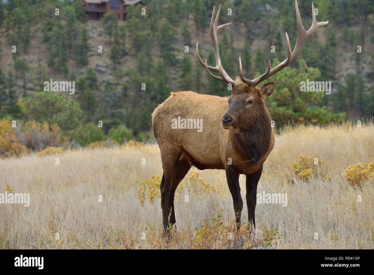 Incontro ravvicinato - Close-up piena vista del corpo di una forte coppia bull elk in stretta gamma. Parco Nazionale delle Montagne Rocciose, Colorado, Stati Uniti d'America. Foto Stock