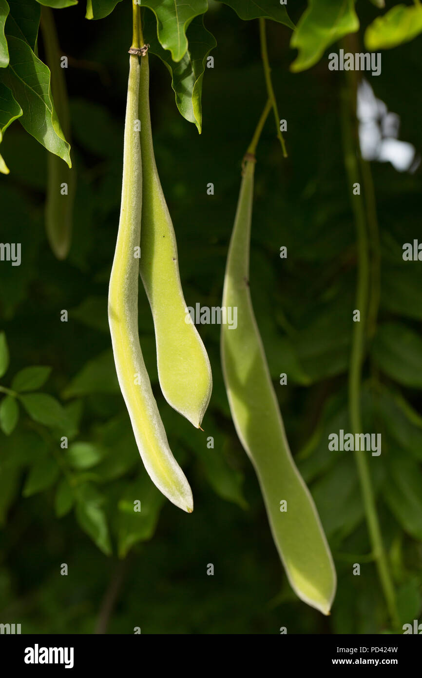 Semi di glicine pods appeso ad una pianta di glicine crescente contro una casa in un giardino in Lancashire North West England Regno Unito GB. Foto Stock