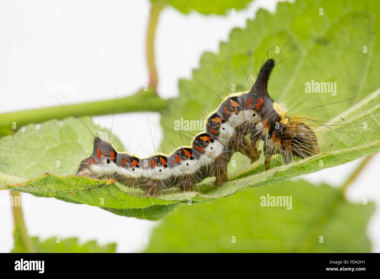 Un pugnale grigio moth caterpillar, Acronicta psi, trovato l'alimentazione sulle foglie bullace fotografata in uno studio prima del rilascio. Nord Inghilterra Dorset Regno Unito GB Foto Stock
