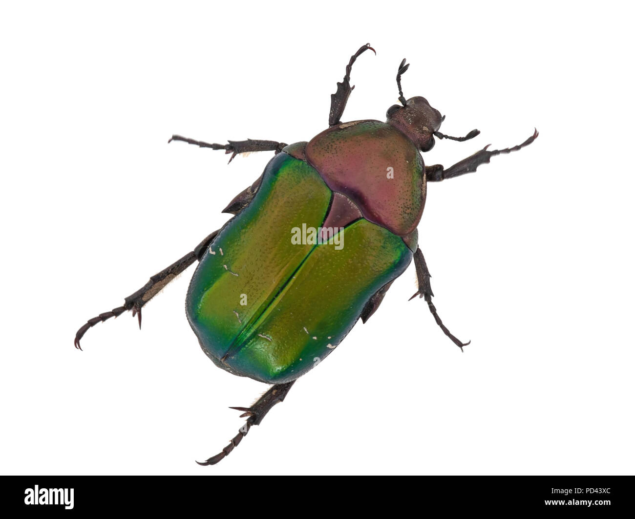 Rose chafer, Cetonia aurata, isolato su sfondo bianco. Bellissimo scarabeo iridescente. Foto Stock