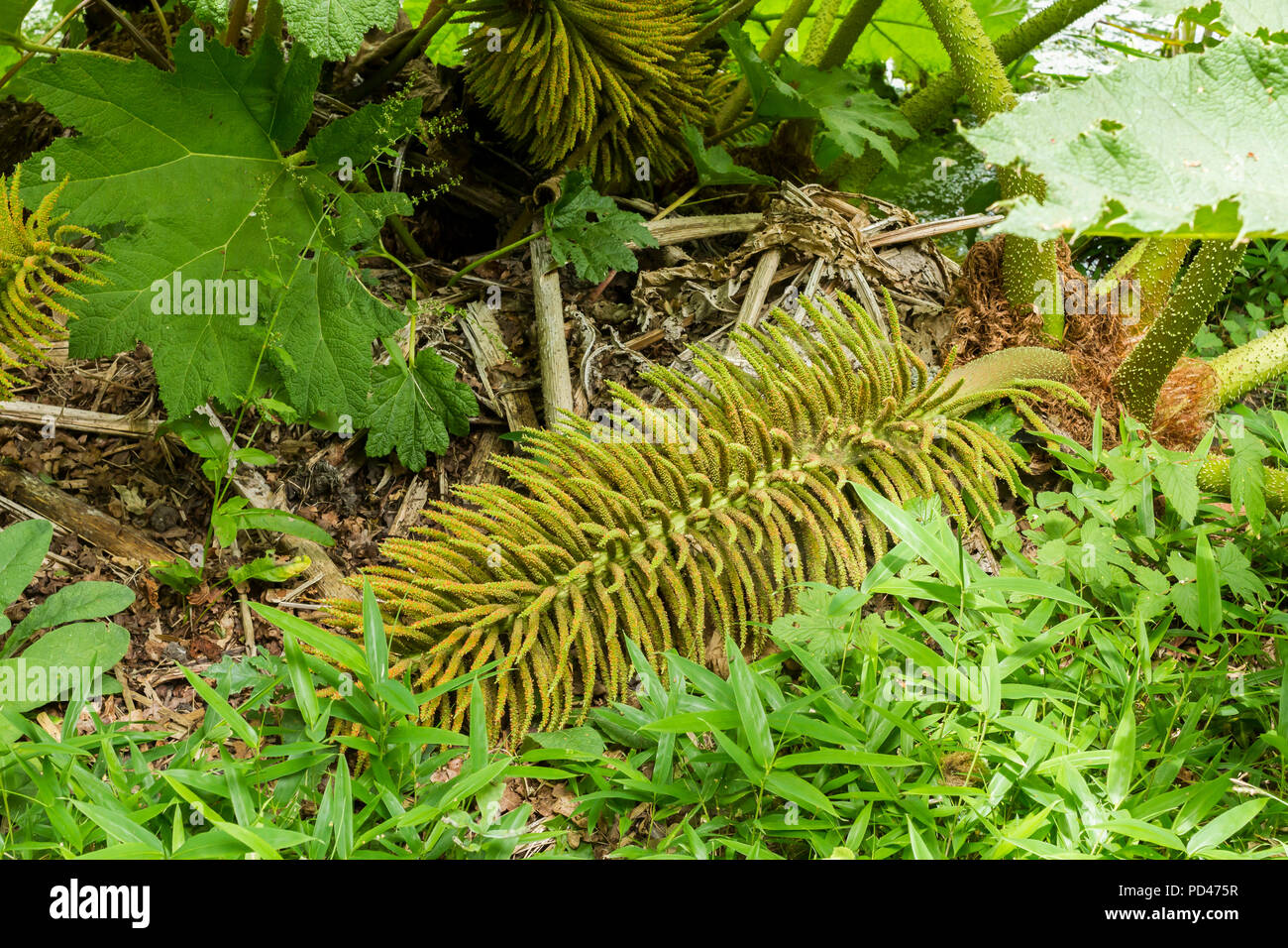 Gunnera Manicata, Brasiliano Gigante impianto Rhubard close up, Hampshire, Inghilterra, Regno Unito Foto Stock