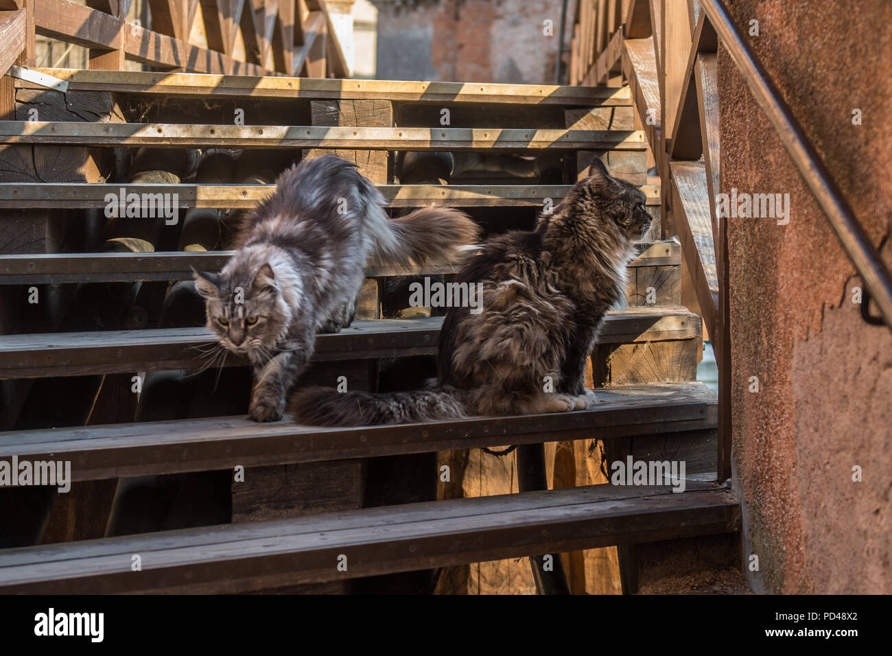 Gatti norvegesi sulle scale di legno a Venezia. Foto Stock