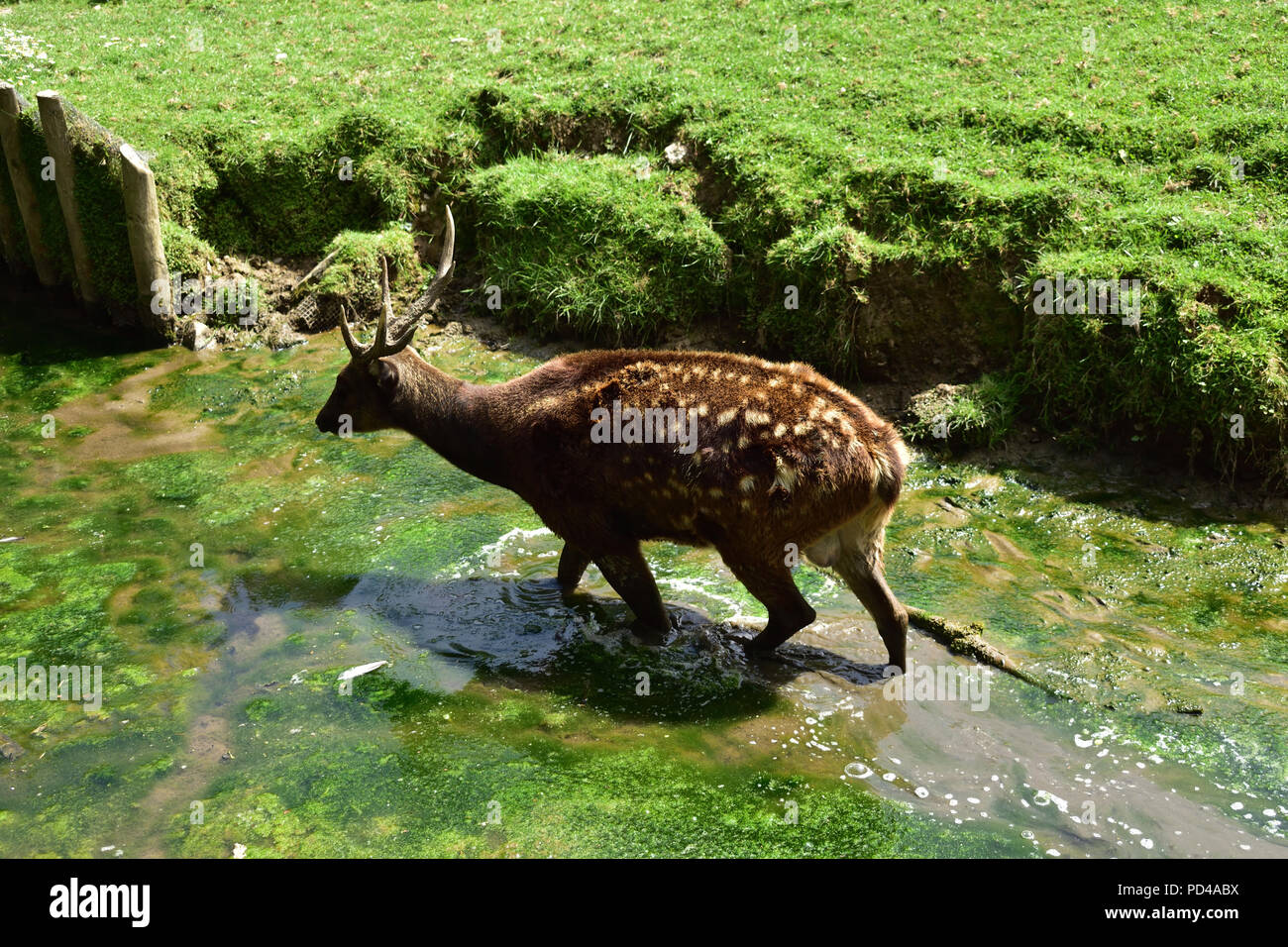 Philippine Spotted Deer Foto Stock