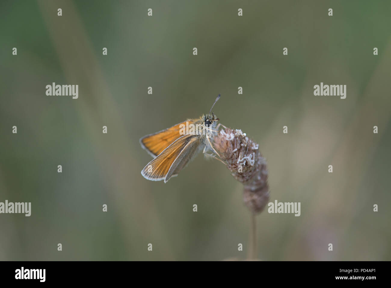 Piccola skipper (Thymelicus sylvestris) farfalla Foto Stock