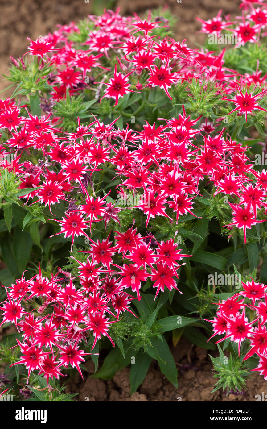 Phlox F1 'Popstars rosso' fiori Foto Stock