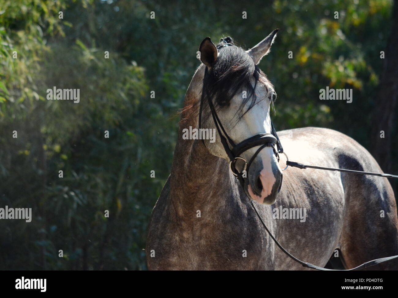 Un grigio cavallo lusitano in briglia con sfondo verde Foto Stock