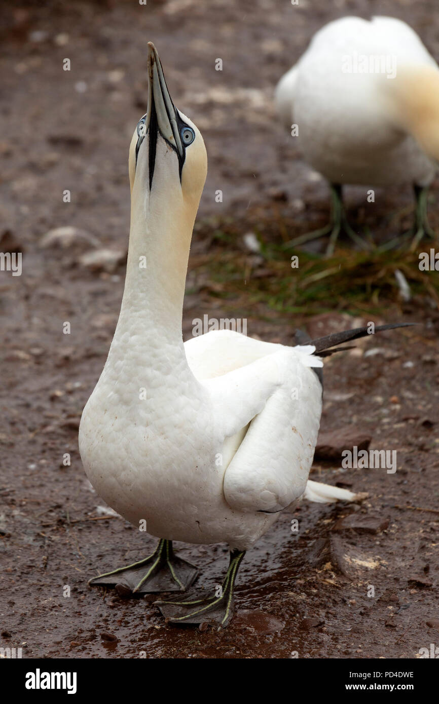 Northern gannet (Morus bassanus) nidificazione sulla Bonaventure Island, Canada. L'isola offre habitat di circa 60.000 coppie di sule. Foto Stock