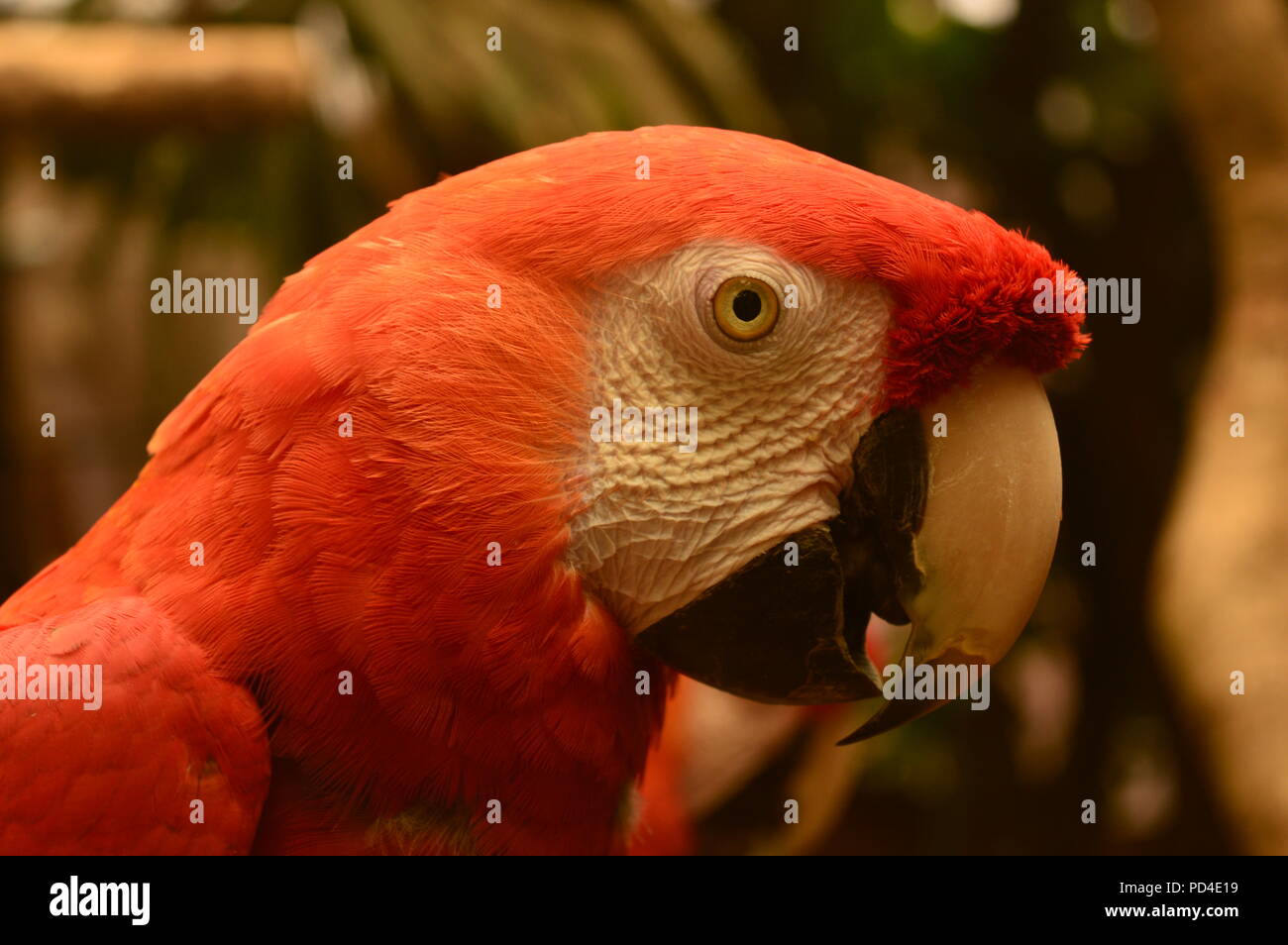 Immagine ravvicinata di un Scarlet Macaw parrot Foto Stock