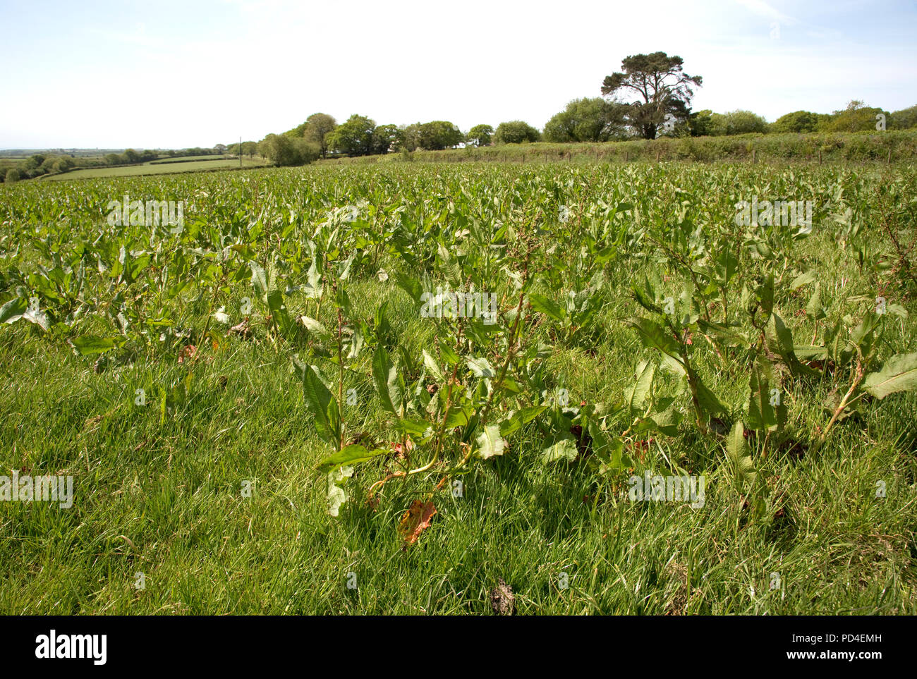 Campo sopraffare con dock piante Devon Foto Stock