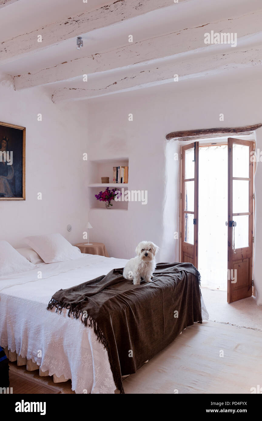 Cane sul letto in stile rustico, camera da letto Foto Stock