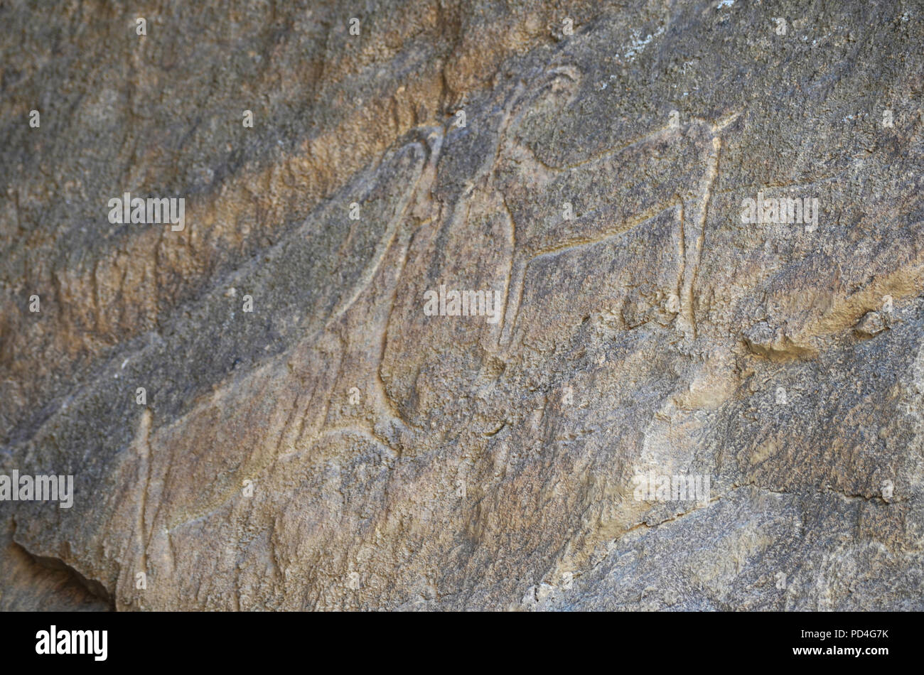 Antiche incisioni rupestri in Gobustan (Qobustan), Azerbaigian Foto Stock