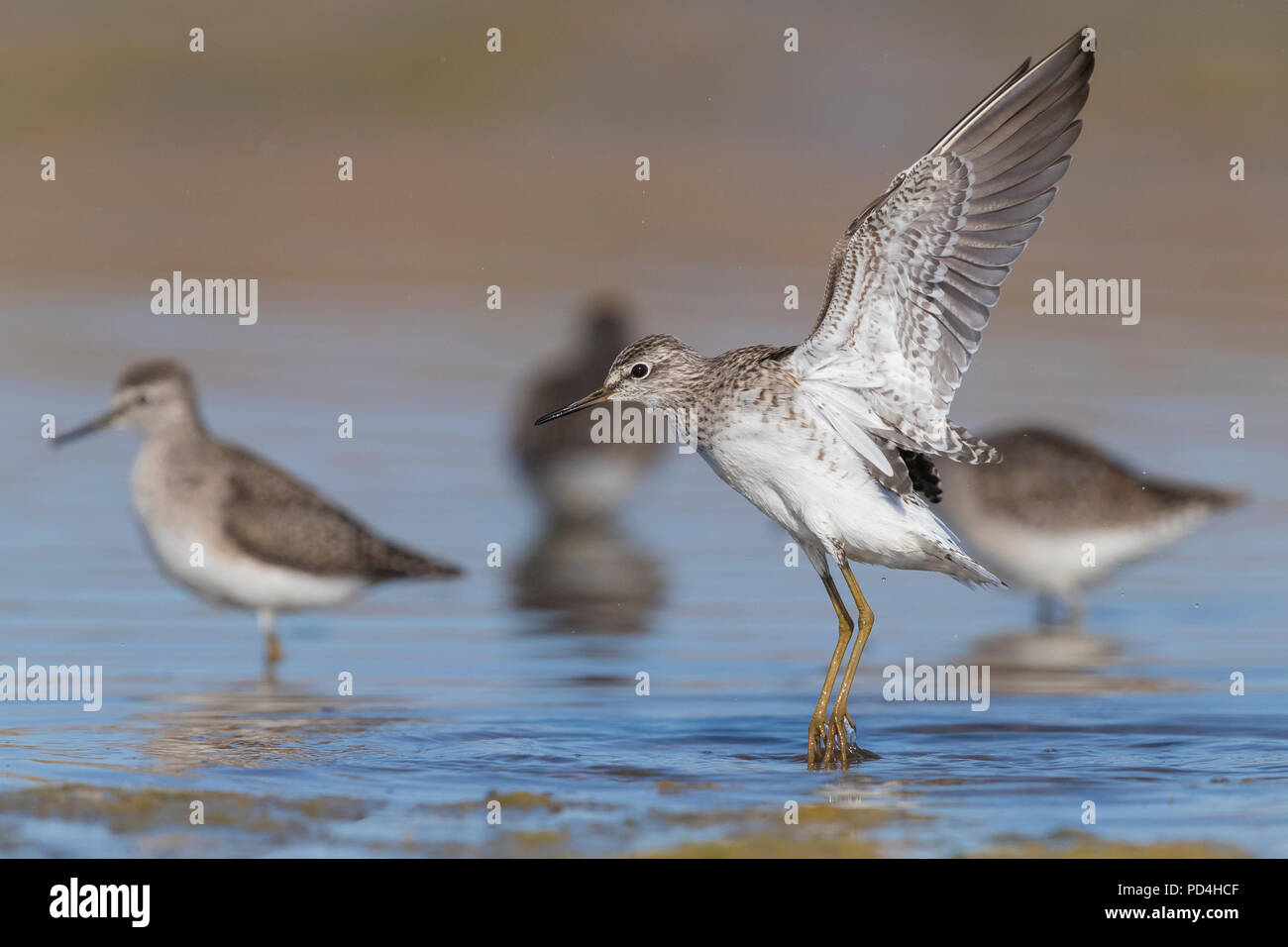 Wood Sandpiper (Tringa glareola), Adulto tenuto spento Foto Stock