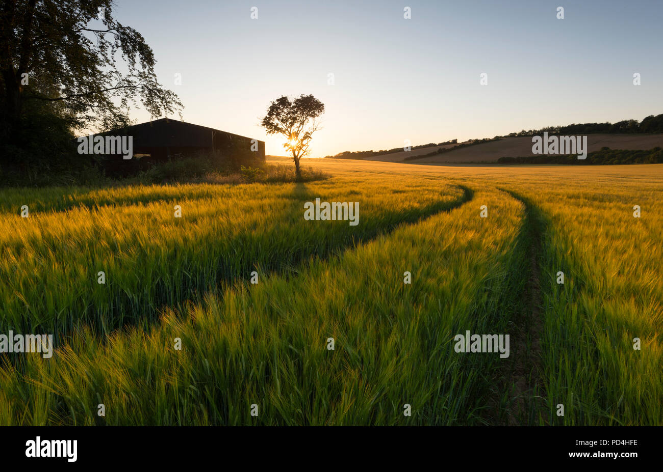 Un paesaggio idilliaco la scena; il trattore linee nei campi di orzo che conducano verso un lone tree accanto ad un fienile al tramonto sul Kent Downs AONB. Foto Stock
