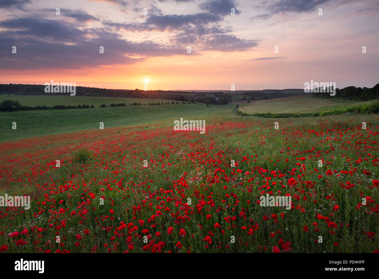 Un campo di papaveri selvatici al tramonto; catturata nel sud-est dell' Inghilterra nel Kent Downs AONB. Foto Stock