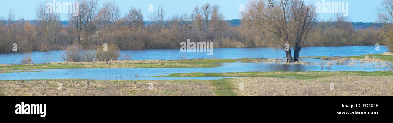 Molla di fuoriuscita del fiume su un verde prato vicino al fiume Foto Stock