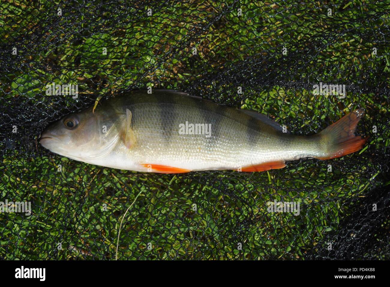 Pesce persico (Perca fluviatilis Foto stock - Alamy