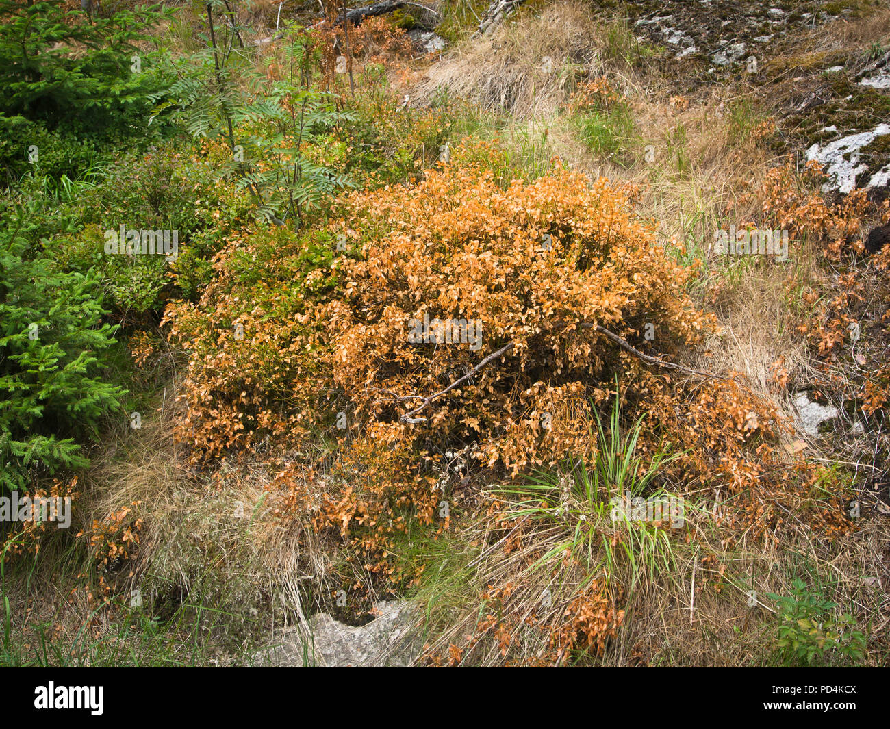 Gli effetti di una estrema asciutta e calda estate osservato agevolmente nei boschi intorno a Oslo Norvegia, asciugata e morti di mirtillo europeo piante Foto Stock