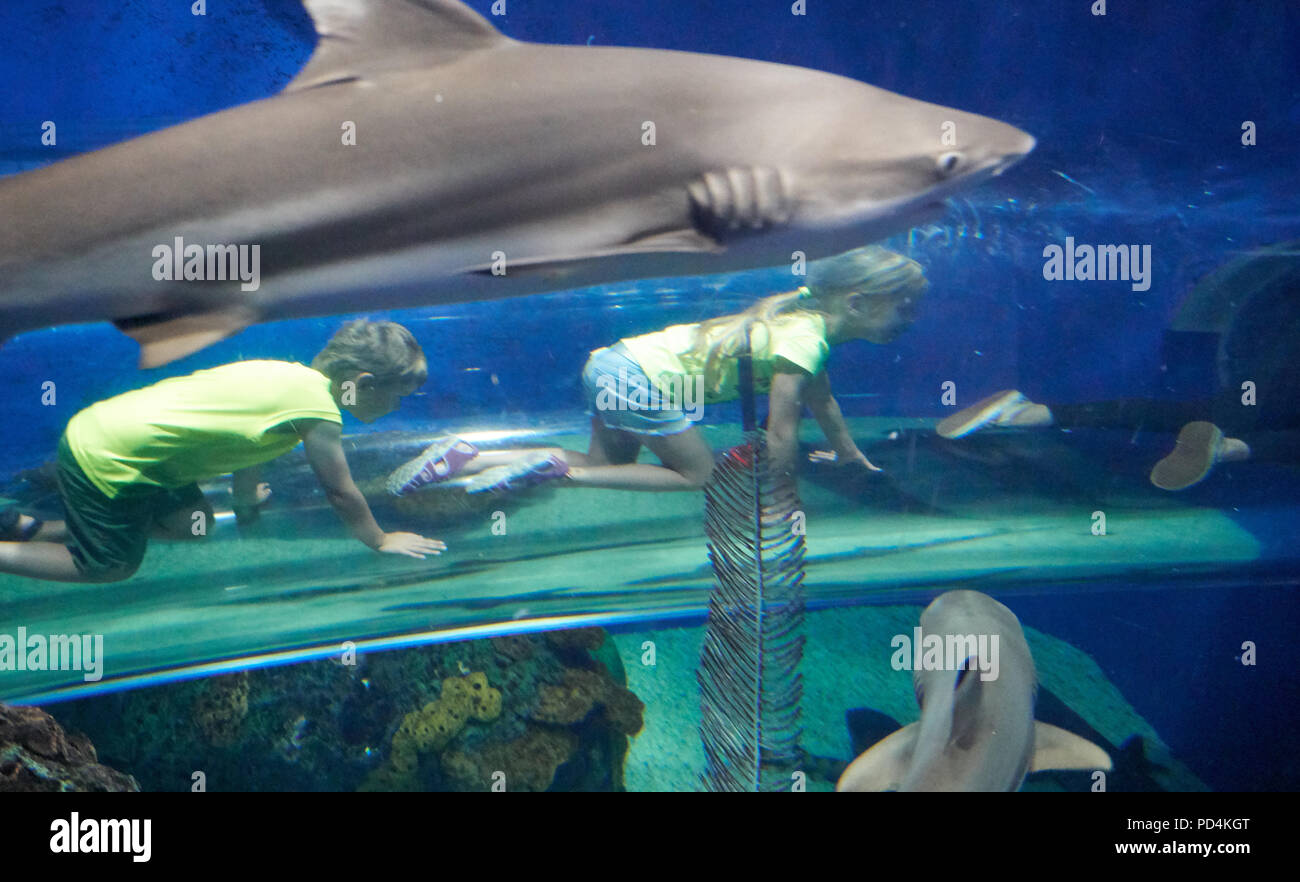 TORONTO, Canada - 15 luglio 2018: strisciando i bambini in un tubo di vetro sotto uno squalo. Ripley's acquario del Canada è un acquario pubblico a Toronto, Ontario Foto Stock