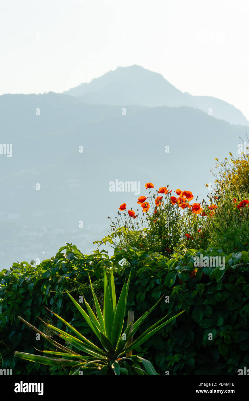 Ischia corretto con montagne vista dal Castello Aragonese di Ischia, vicino  a Napoli, Italia, fiori di papavero e agave in primo piano Foto stock -  Alamy