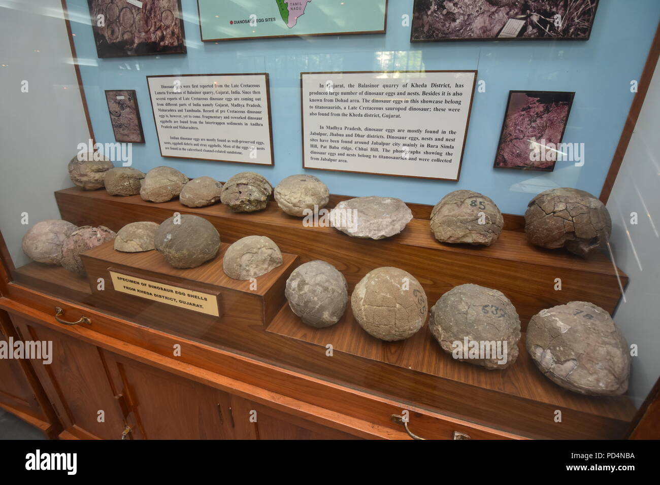 Fossili di uova di dinosauro trovate dal Gujarat, Museo di geologia, ISI, Kolkata Foto Stock