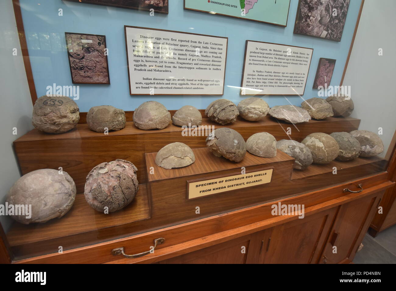 Fossili di uova di dinosauro trovate dal Gujarat, Museo di geologia, ISI, Kolkata Foto Stock