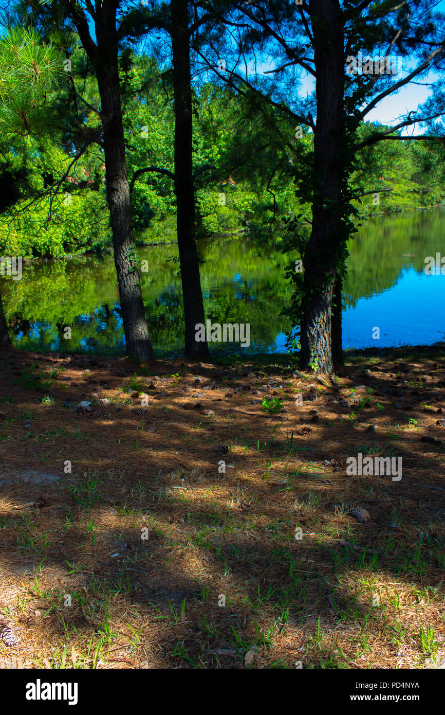 Area boschiva accompagnato da un piccolo lago Foto Stock