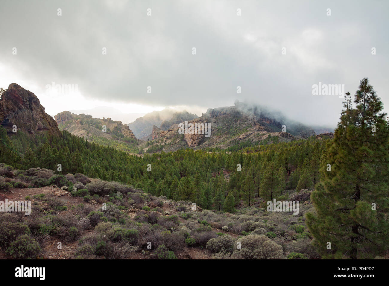 Belle montagne e il paesaggio forestale sulle Isole Canarie, Spagna. Sullo sfondo della natura Foto Stock
