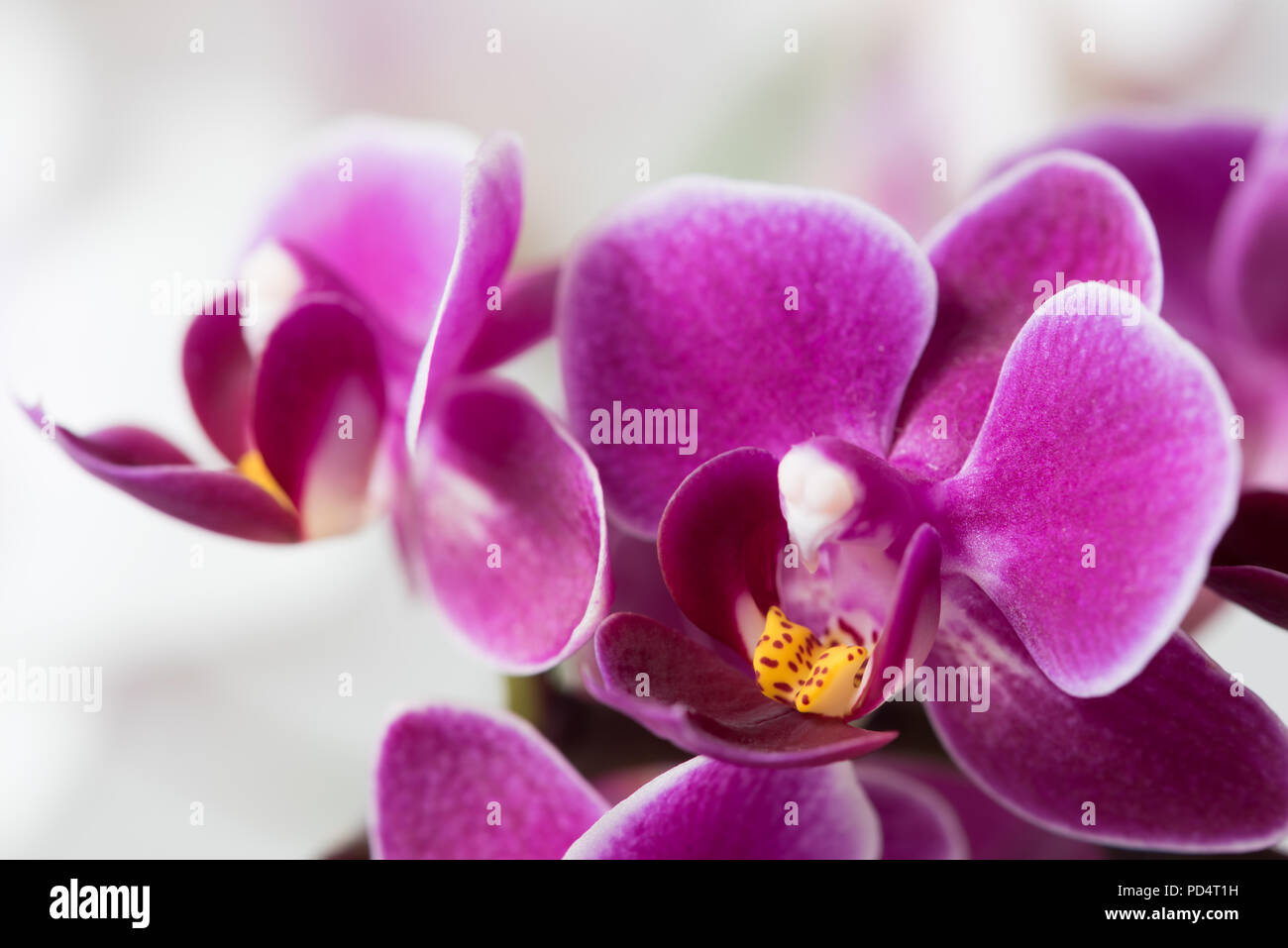 Una foto macro di una bella viola vibrante,magenta orchid con un centro di giallo, copia spazio sulla sinistra Foto Stock