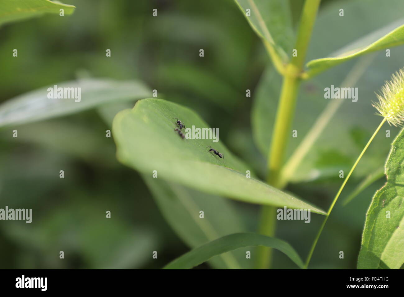 Il nero le formiche nel giardino su foglie di pianta Foto Stock