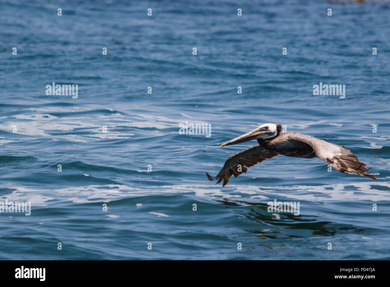 Brown Pelican in volo. Foto Stock